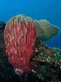 Barrel sponge, barrel sponge (Xestospongia testudinaria) on the ocean floor. Dive site wreck of the
