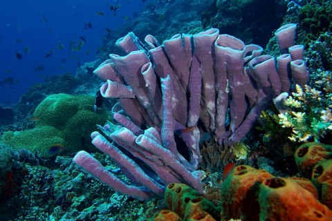Vibrant marine ecosystem with purple big tube sponge (Haliclona (Reniera) fascigera) surrounded by