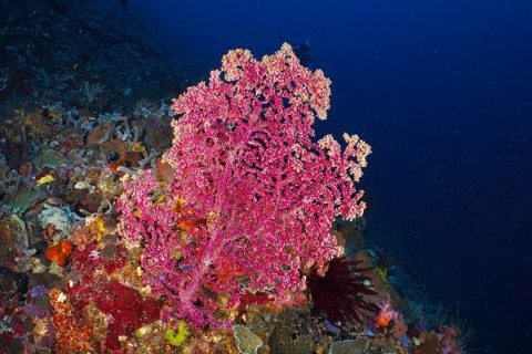 Large pink Godeffroy's soft coral (Siphonogorgia godeffroyi) in the deep blue sea, surrounded by