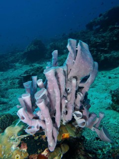 Sculptural large tubular sponge (Haliclona (Reniera) fascigera) on a light-coloured seabed in the