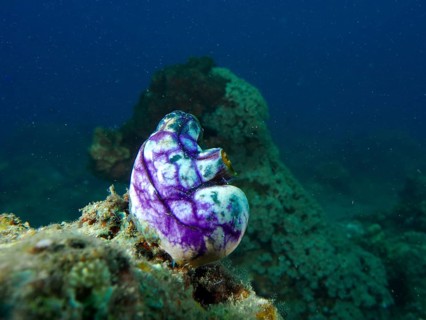 Purple-coloured golden sea squirt (Polycarpa aurata) on a rock in the depths of the dark blue ocean