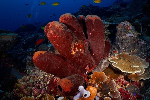 Brown tube sponge (Porifera) with an environment of various marine life forms under water. Dive