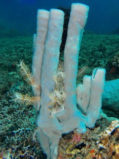 Blue-grey large tubular sponge (Haliclona (Reniera) fascigera) with filigree white elements in a