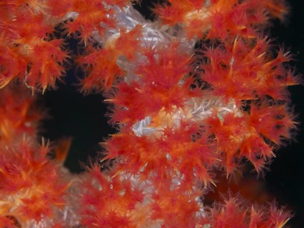 Flowering red tree coral (Dendronephthya) with detailed structures. Dive site Twin Reef,