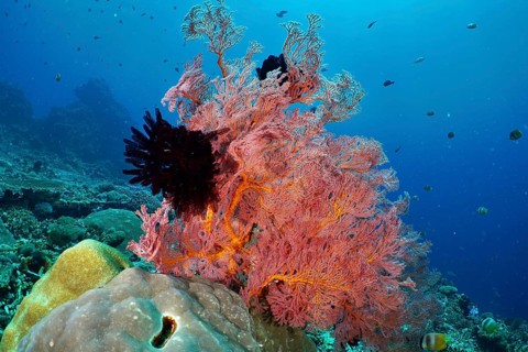 A magnificent red knotted fan (Melithaea ochracea) in the middle of a lively coral reef in blue sea