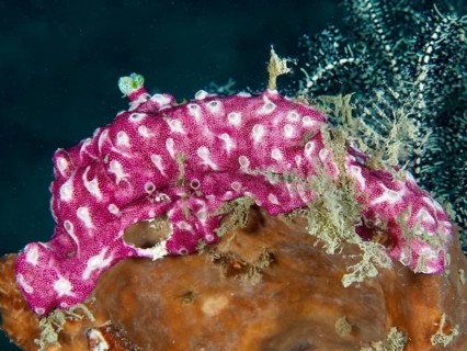 Pink mat sea squirt (Didemnum membranaceum), sea squirt, on a coral reef. Dive site Prapat,