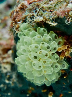 Cluster of green transparent sea squirts, Robust Reef Sea Squirt (Atriolum robustum) juvenile, on a