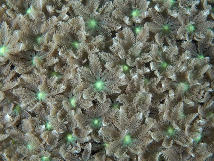 Beige-green star-shaped corals, tube coral (Clavularia viridis), cover the seabed. Dive site
