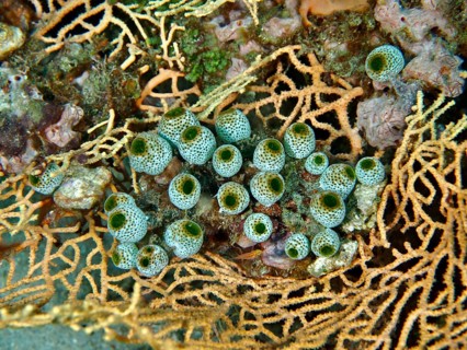 Close-up of green tubular organisms, robust reef squirt (Atriolum robustum), on coral. Dive site