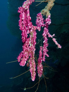 Fine pink mat sea squirt (Didemnum membranaceum), sea squirt hanging in deep water. Dive site