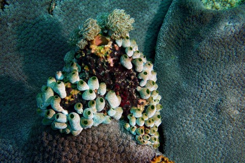 Underwater photograph of robust reef sea squirt (Atriolum robustum) on coral surface. Dive site SD,