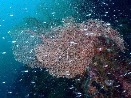 School of small fish swimming around large giant fan coral (Annella mollis) . Dive site Sweet Reef,