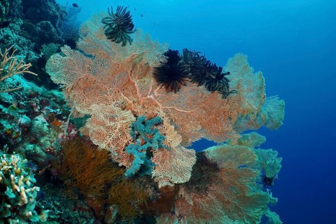 Giant fan coral (Annella mollis) in different colours in blue water. Dive site Coral Garden,