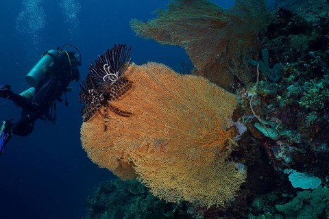 Diver exploring a giant fan coral (Annella mollis) underwater. Dive site Coral Garden, Menjangan,