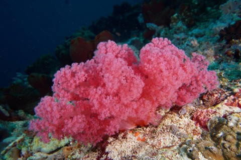 Lush pink coral formation on the seabed. Dive site SD, Nusa Ceningan, Nusa Penida, Bali, Indonesia