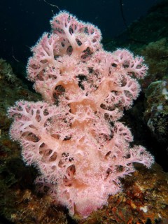 Outstanding pink tree coral (Dendronephthya) in a natural underwater environment. Dive site Magic