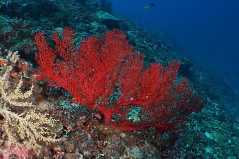 Large red knot fan (Melithaea ochracea) anchored on a reef in deep blue water. Dive site Crystal