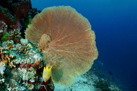 Dominant giant fan coral (Annella mollis) protrudes from an underwater rock. Dive site Coral