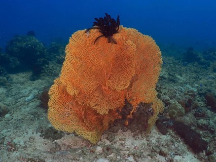 Large orange giant fan coral (Annella mollis) in the seascape. Dive site Magic Forest, Penyapangan,
