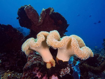 Underwater photo of mushroom leather coral (Sarcophyton glaucum) in a calm sea depth. Dive site