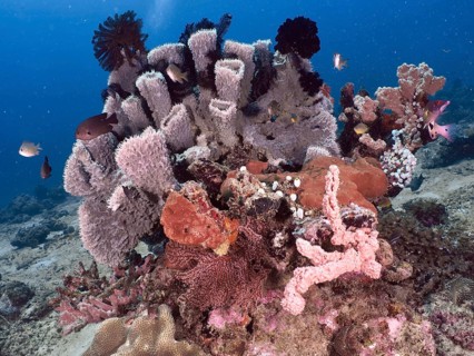 Various pink and purple-coloured specimens of spiny tube sponge (Callyspongia (Cladochalina)