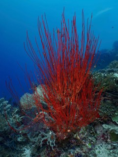 Red bush gorgonian (Ellisella ceratophyta) towering in front of a blue seabed. Dive site Coral