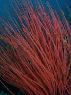Dense shrub gorgonian (Ellisella ceratophyta), close-up under water. Dive site Spice Reef,
