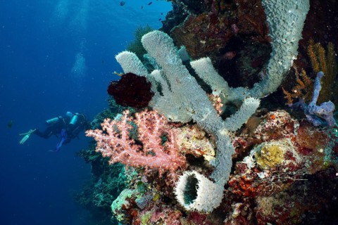 Diver next to colourful corals and spiny tube sponge (Callyspongia (Cladochalina) aerizusa) on the