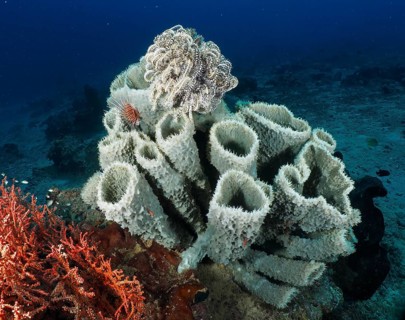 Large spiny tube sponge (Callyspongia (Cladochalina) aerizusa) on the seabed. Dive site Prapat,