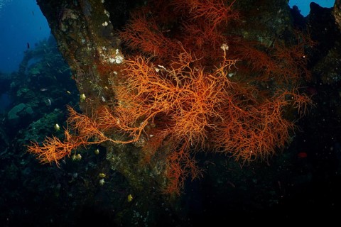 Dark background with orange coloured Black coral (Antipathes dichotoma) . Dive site wreck of the