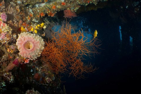 Orange Black coral (Antipathes dichotoma) in contrast to the dark underwater environment. Dive site