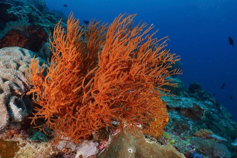 A bright orange Black coral (Antipathes dichotoma) can be seen in the lively coral reef. Dive site