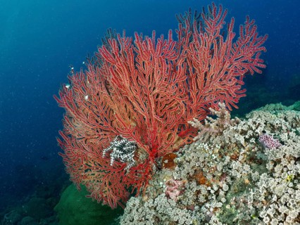 Beautiful red knotted fan (Melithaea ochracea) stretches over a rocky reef. Dive site Pidada,