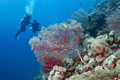 Two divers explore a vibrant coral reef full of colourful corals, including red knot fans