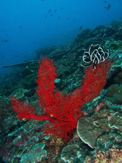 Red knotted fan (Melithaea ochracea) rises up in the deep ocean. Dive site Toyapakeh, Nusa