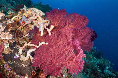 Red knotted fan (Melithaea ochracea) in a colourful underwater landscape. Dive site SD, Nusa