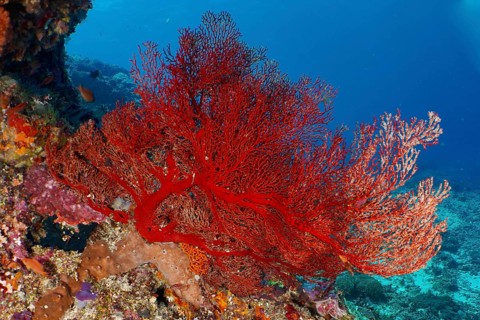 A lush red knotted fan (Melithaea ochracea) forms a lively contrast to the seabed. Dive site
