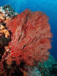 A large red knotted fan (Melithaea ochracea) spreads out in the clear blue water. Dive site SD,