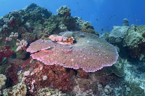 Diverse underwater reef with table coral (Acropora hyacinthus) . Dive site Toyapakeh, Nusa
