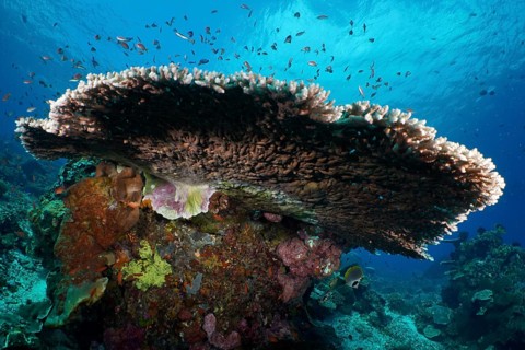 Hyacinth Table Coral (Acropora hyacinthus) in the sea surrounded by smaller fish. Dive site SD,
