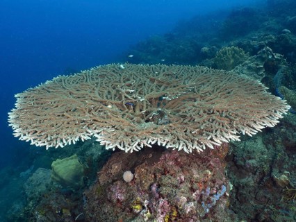 Hyacinth Table Coral (Acropora hyacinthus) presents itself on an underwater rock. Dive site Spice