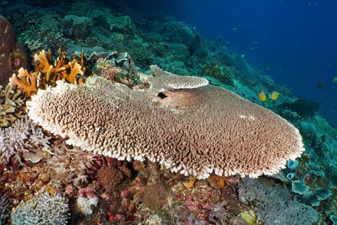 Hyacinth Table Coral (Acropora hyacinthus) with surrounding corals in a colourful reef. Dive site