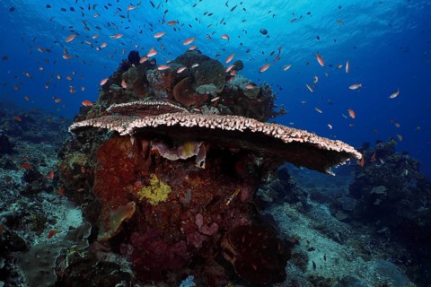 Lively underwater reef with table coral (Acropora hyacinthus) and colourful fish against a blue
