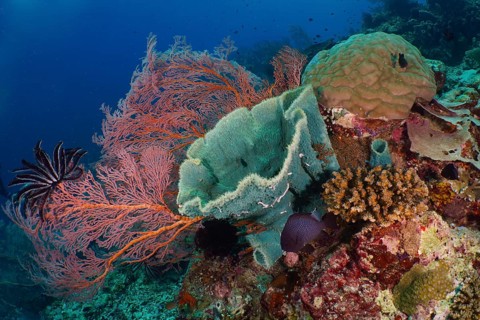 Varied colourful corals and spiny tube sponge (Callyspongia (Cladochalina) aerizusa) on a lively