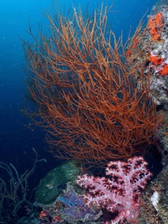 Colourful coral reef with Black coral (Antipathes dichotoma) and blue background in the sea. Dive