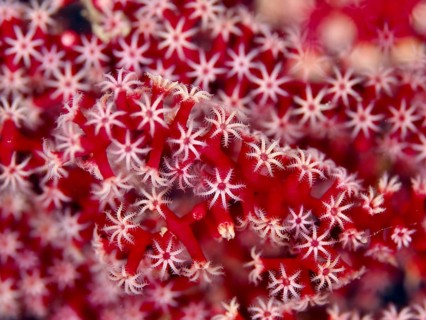 Delicate red and white star-shaped polyps of red knot fan (Melithaea ochracea) at close range. Dive