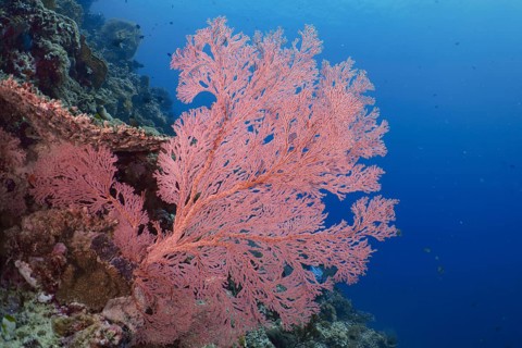 Red knotted fan (Melithaea ochracea) stands out against the shimmering blue water. Dive site Coral