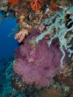 Red knotted fan (Melithaea ochracea) in the middle of a colourful coral reef. Dive site Coral