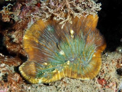 Detailed view of a bulging coral (Open brain coral) on the seabed. Dive site Prapat, Penyapangan,