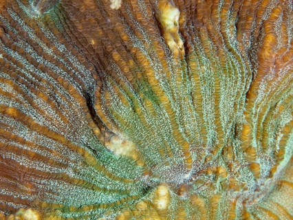 Close-up of the complex patterns of a bulging coral (Open brain coral), stony coral. Dive site